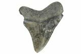 Serrated, Fossil Megalodon Tooth - South Carolina #170569-1